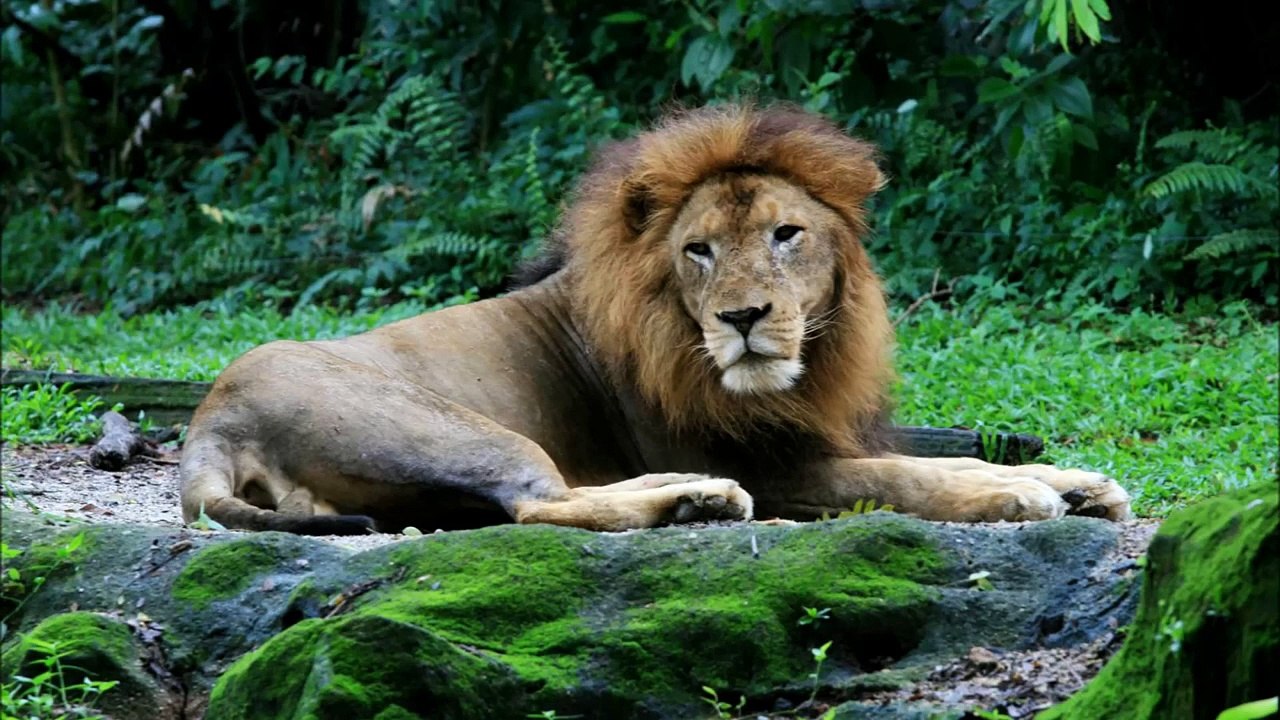 Aslan Türleri