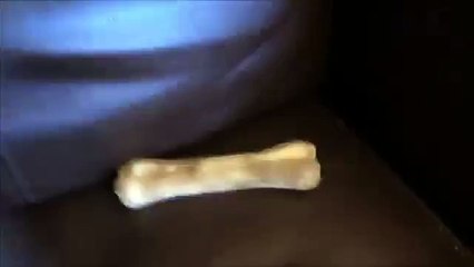 Lobo estúpido. Trate de no reír