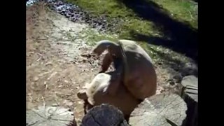 Turtles Having Sex