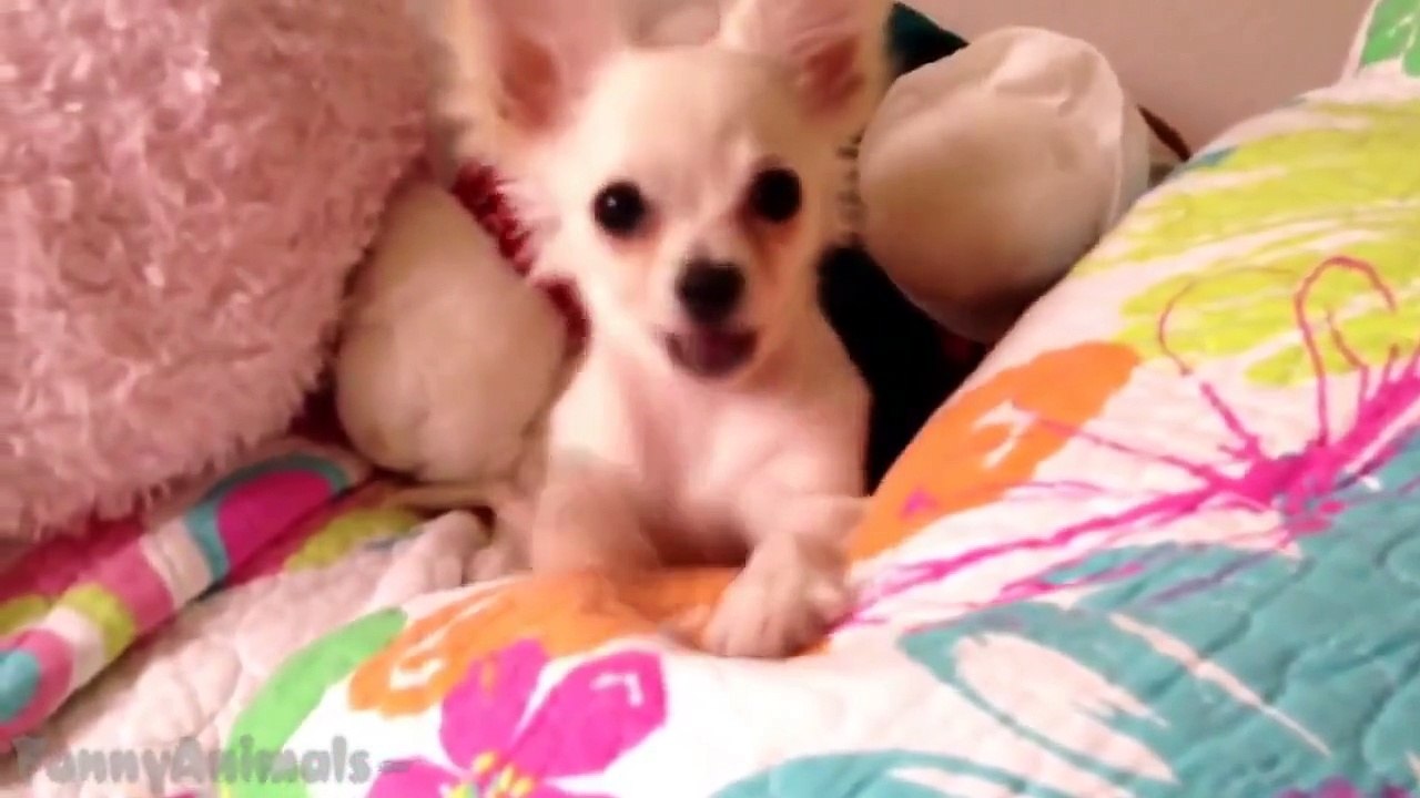 Cute Puppies - Dogs Compilation