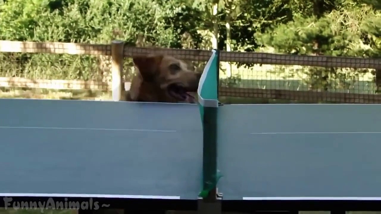 Funny Animals Compilation