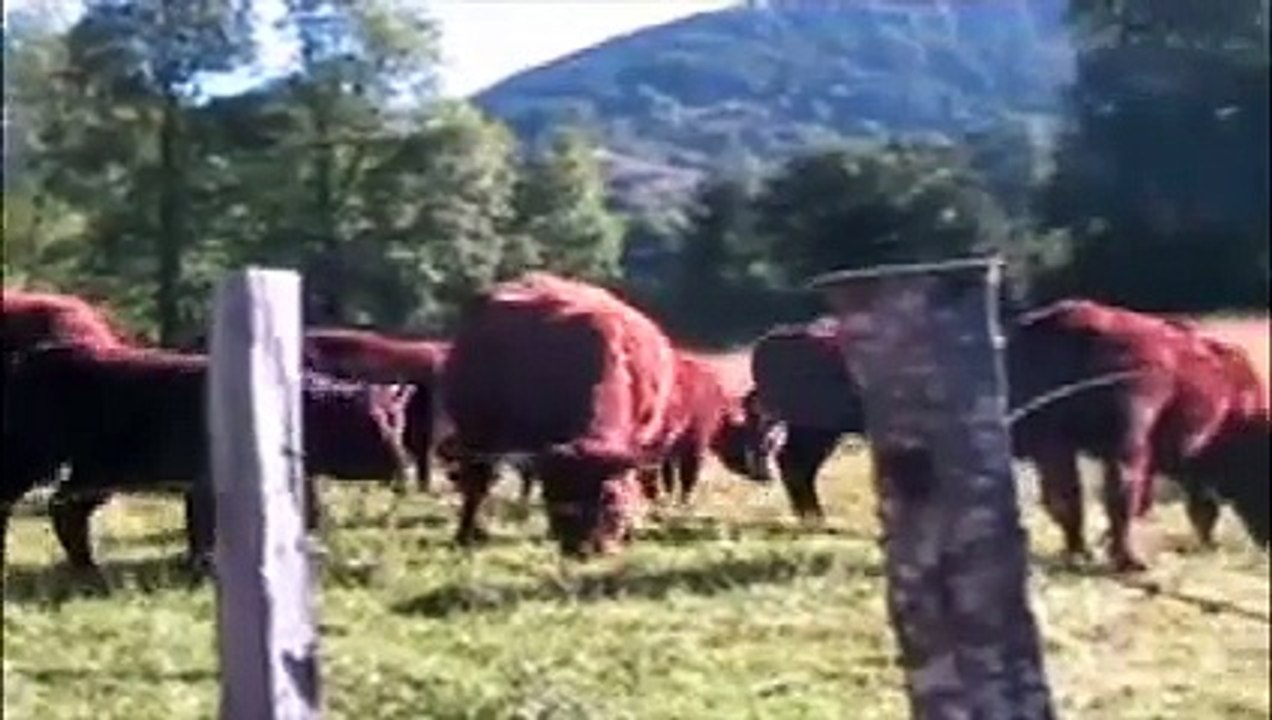 The Sacred Cow Choir of Saint Bonaventure's Heifers (the Beefed Up Version)