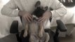 French Bulldog puppy enjoys relaxing massage