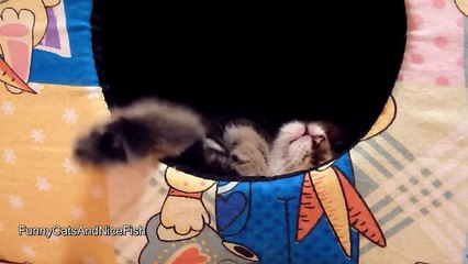 Funny Cat orchestra conductor