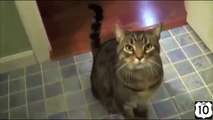 Trained cat. Funny cat flawlessly executes commands