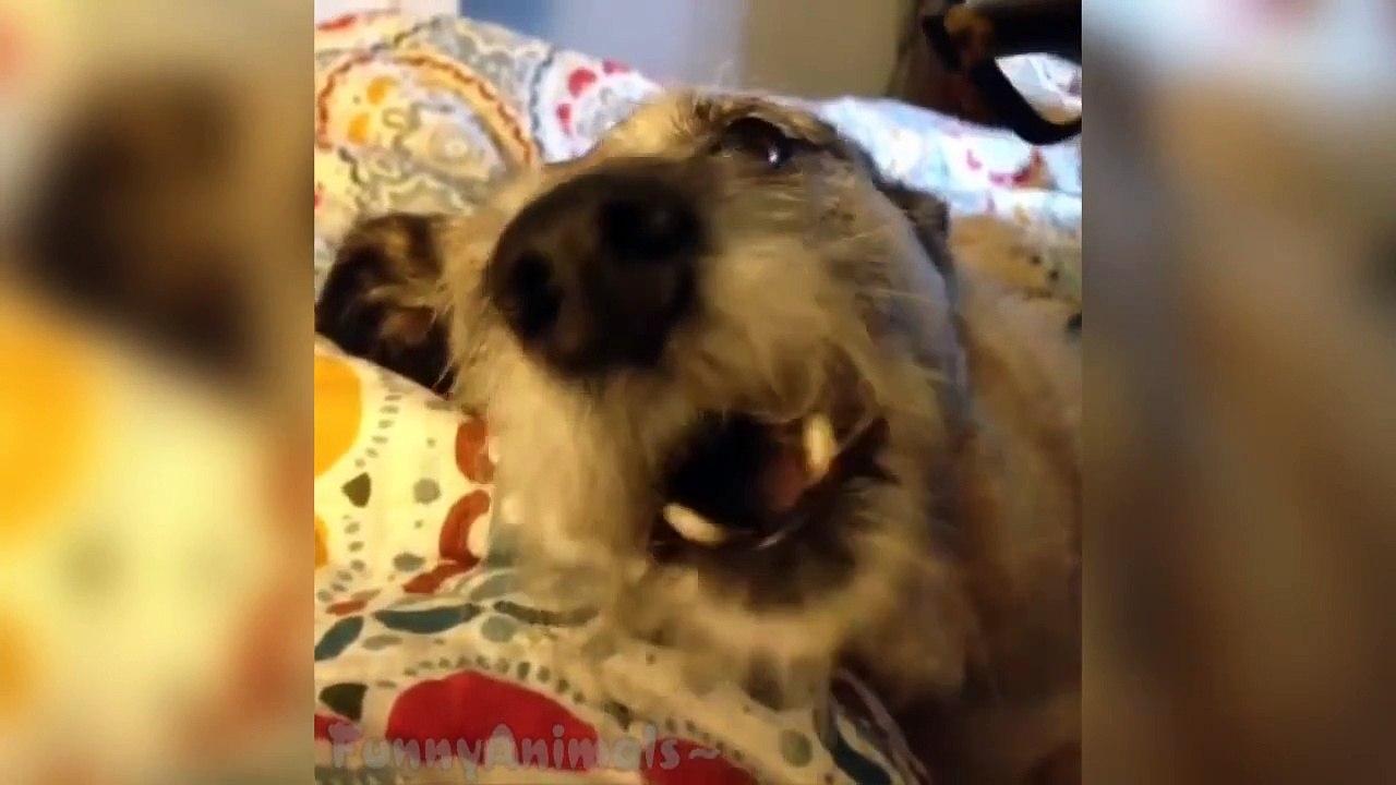Funny Animals Vine Compilation 2015