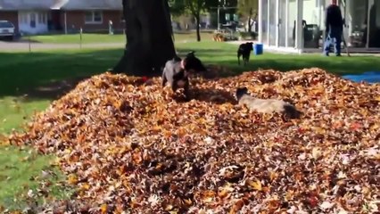Funny Dogs Playing in Leaves Compilation