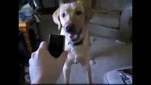 Animals Getting Scared Over Nothing - Funny Vidoes Animals For Hahaha