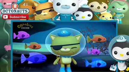 The Octonauts Episode 07 The Humphead Parrotfish Full Movies 2015 Best Action Hot Movie Du