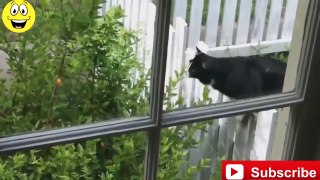 Funny Cats Compilation - Funny videos 2015 (2)