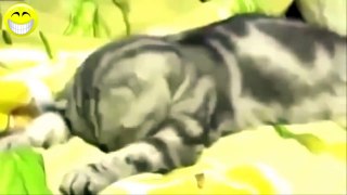 Funny Cats Compilation - Funny Videos 2015 (4)