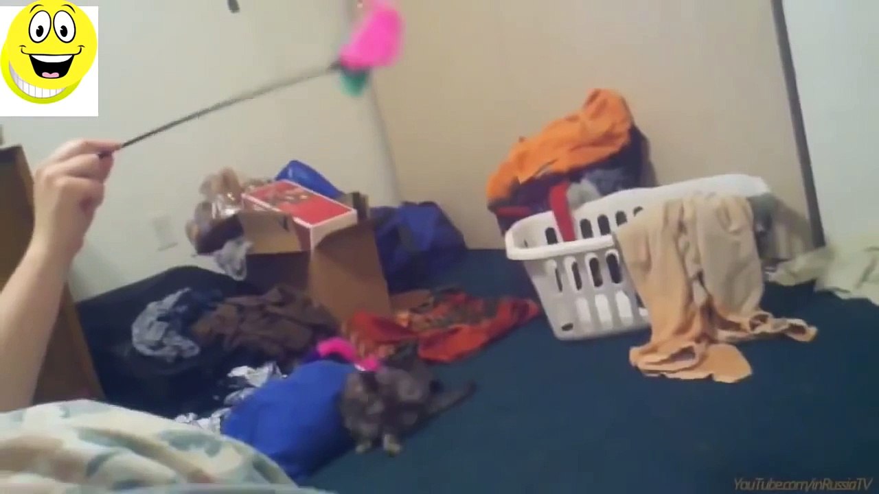 Funny Cats Compilation - Funny videos 2015