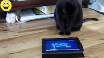 Funny Cats Playing On iPads Compilation - Funny Videos 2015