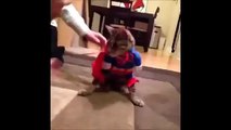 FUNNY VIDEOS  Funny Cats - Cute Cat Videos - Cats Funny Compilation - Funny Animals