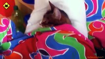 FUNNY VIDEOS  Funny Cats - Funny Cat Videos - Funny Animals - Funny Fails - Funny Cats Sleeping