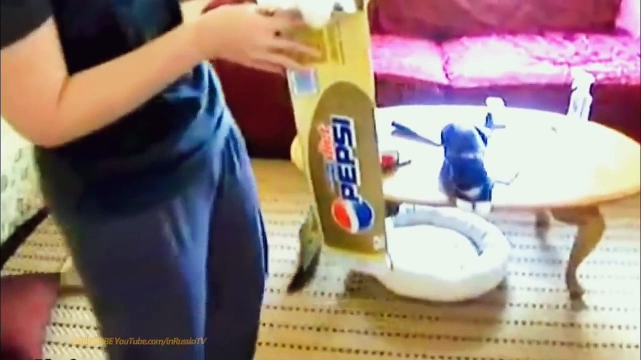 FUNNY VIDEOS Funny Cats Videos Funny Animals Cute Pets Try Not To Laugh
