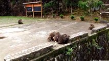 Baby monkeys playing at Wuyishan (stump-tailed macaques)