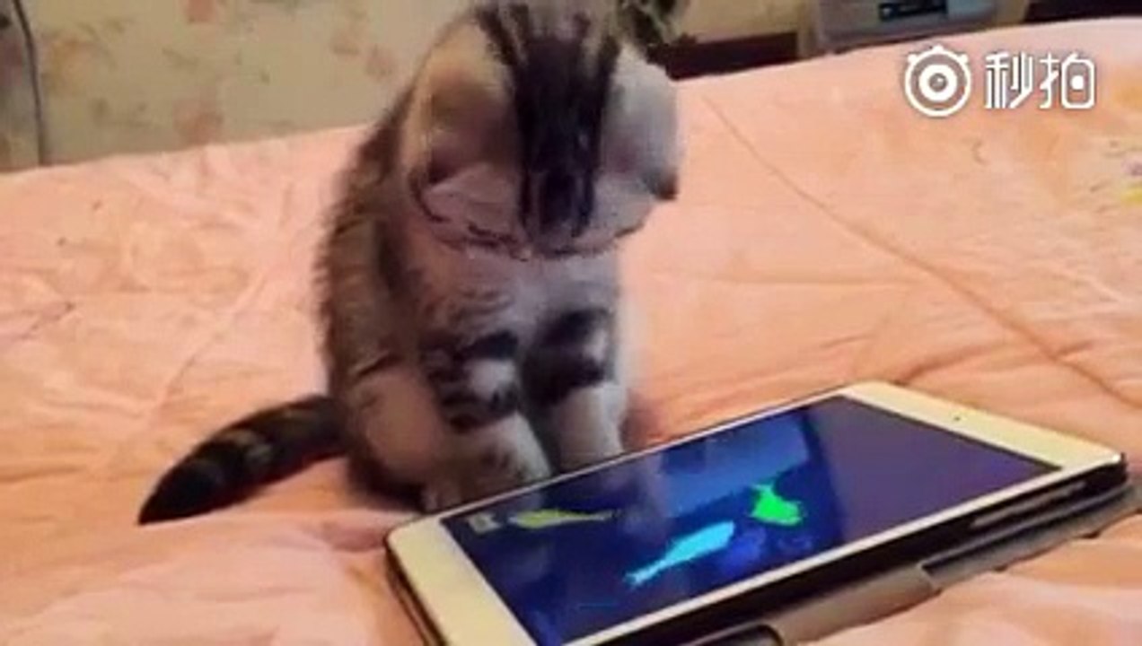 cat fun with i pad