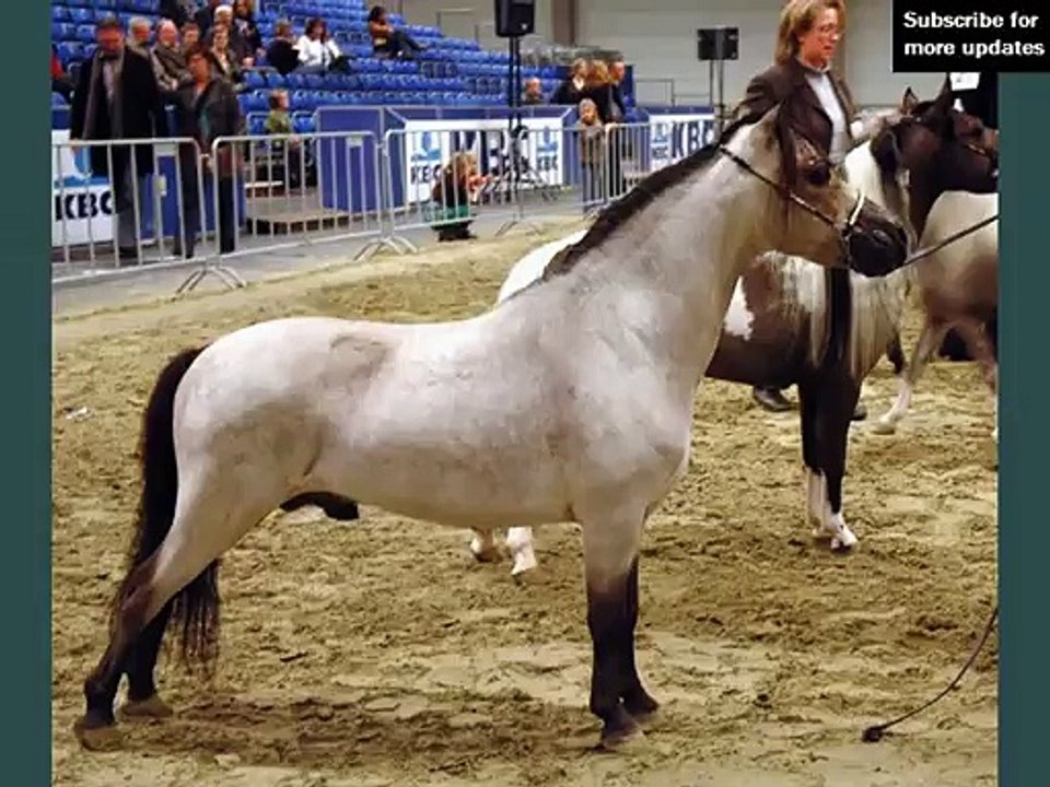 horse Miniature | picture idea of horse breed Miniature