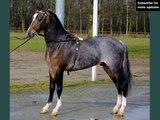 horse Hackney | Horse picture collection of breed Hackney