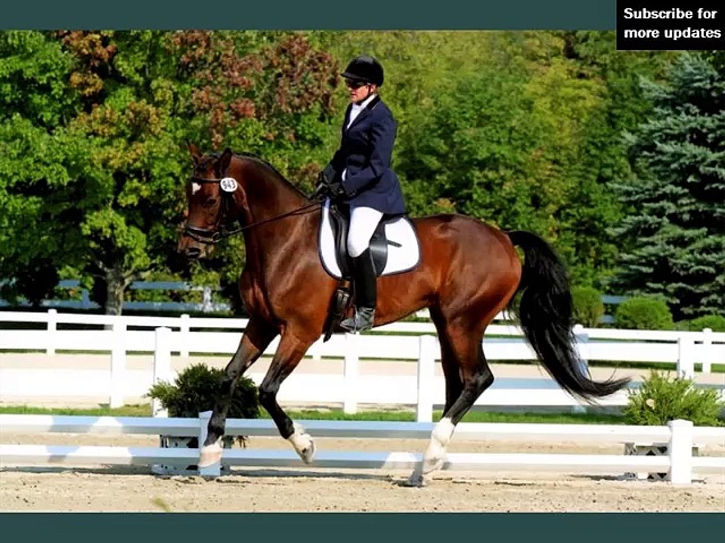 ⁣horse Dutch Warmblood | Picture set of horse type Dutch Warmblood