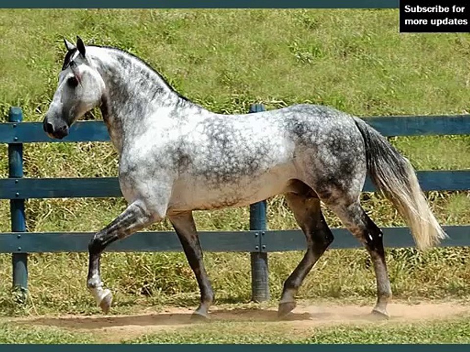 horse Florida Cracker | Horse picture collection of breed Florida Cracker