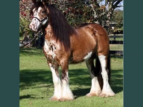 horse Gypsy s | Horse picture collection of breed Gypsy s