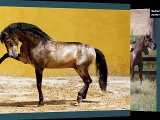 horse Lusitano | picture idea of horse type Lusitano
