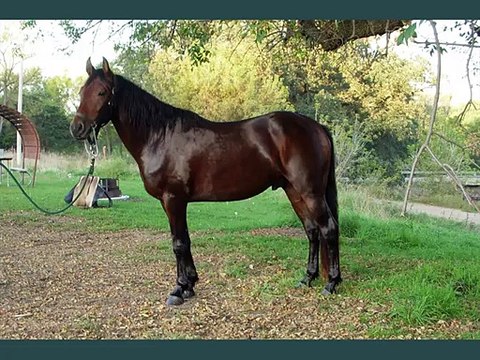 horse Morgan | picture idea of horse breed Morgan