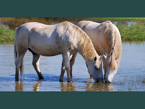 horse Camargue | Picture ideas of horse breed Camargue