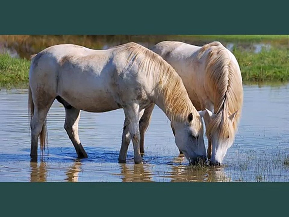 horse Camargue | Picture ideas of horse breed Camargue