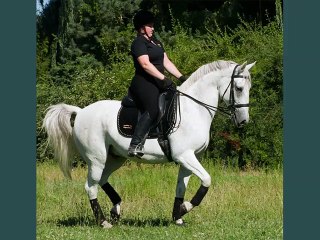 horse Lipizzan | picture idea of horse type Lipizzan