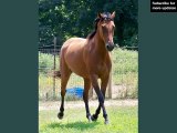 horse Appendix Quarter | Picture collection of horse breed Appendix Quarter