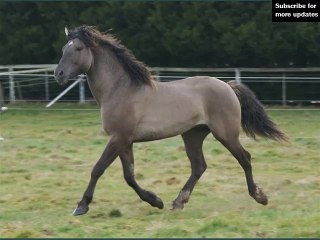 horse Curly | Picture set of horse type Curly