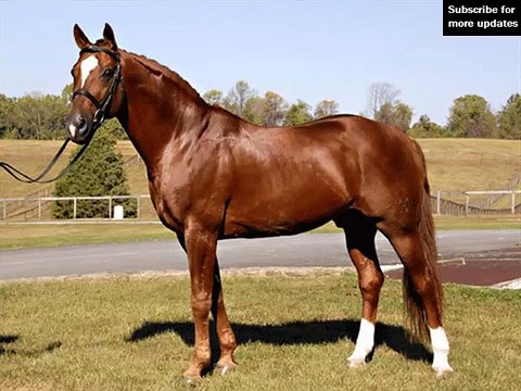 horse Hanoverian | Horses picture idea of horse type Hanoverian