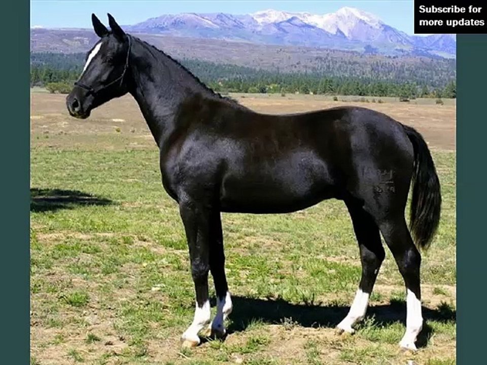 horse Danish Warmblood | Picture set of horse type Danish Warmblood