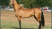 horse Akhal-Teke | Picture collection of horse breed Akhal-Teke