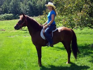 horse Morab | picture idea of horse breed Morab