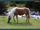 horse Haflinger | Horses picture idea of horse type Haflinger