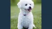 Bichon Frise Dogs | Set of Bichon Frise dog breed cute picture collection
