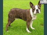 Boston Terrier Dogs | dog breed Boston Terrier picture collection ideas