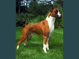 Boxer Dogs | dog breed Boxer picture collection ideas