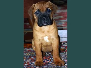 Bullmastiff Dogs | Set of Bullmastiff dog breed cute picture collection
