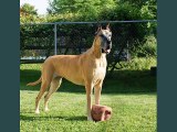 Great Dane Dogs | lovely pics of dog breed Great Dane dogs