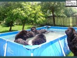 Newfoundland Dogs | collcetion of dog breed Newfoundland pictures