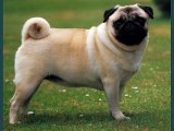 PugPug Dogs | lovely pics of dog breed PugPugdogs