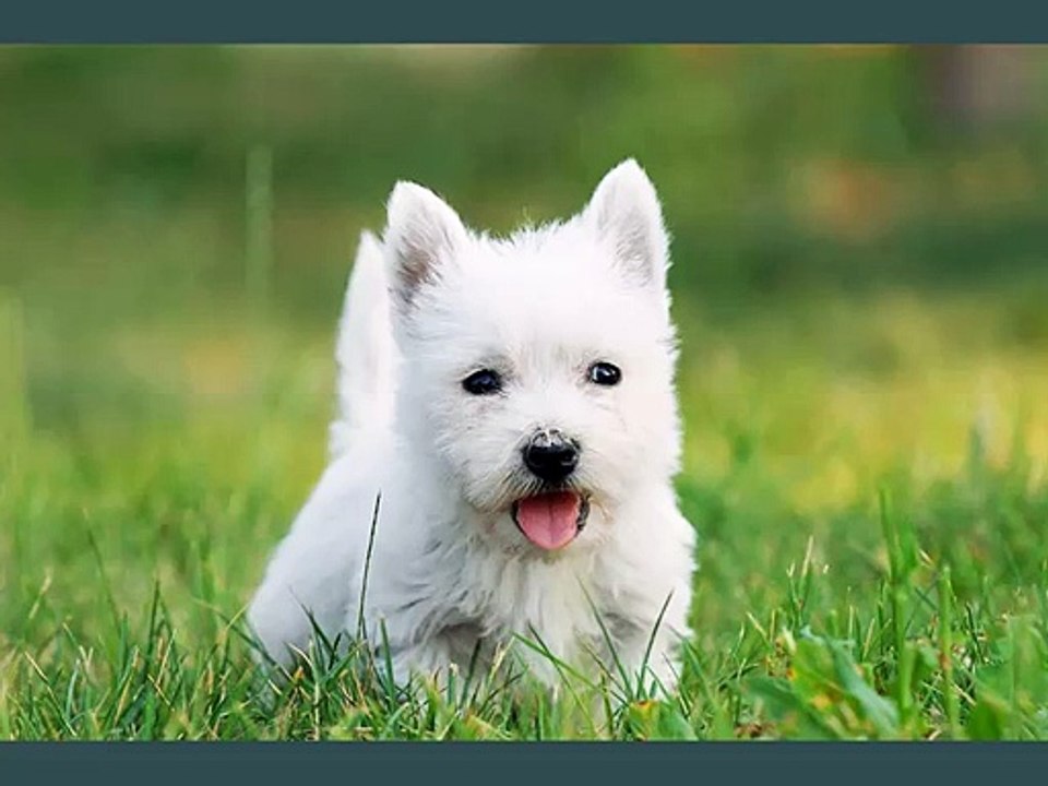 West Highland White Terrier Dogs | dog breed West Highland White Terrier set of cute pictures