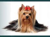 Yorkshire Terrier Dogs | dog breed Yorkshire Terrier picture collection ideas