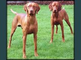 Vizsla Dogs | dog breed Vizsla set of cute pictures