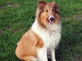 Collie Dogs | collcetion of dog breed Collie pictures